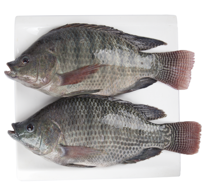 Ikan Nila Utuh Frozen Jakarta - Gambar 2