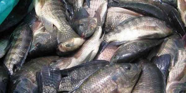 Ikan Nila Utuh Frozen Jakarta - Gambar 3