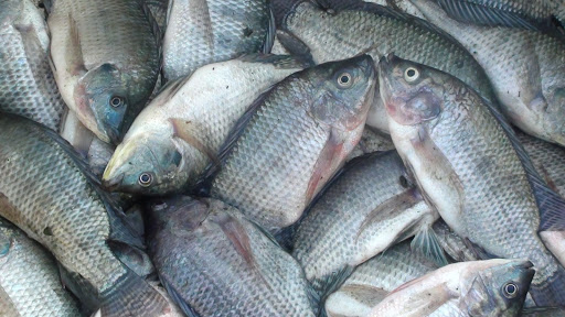 Ikan Nila Utuh Frozen Jakarta - Gambar 4