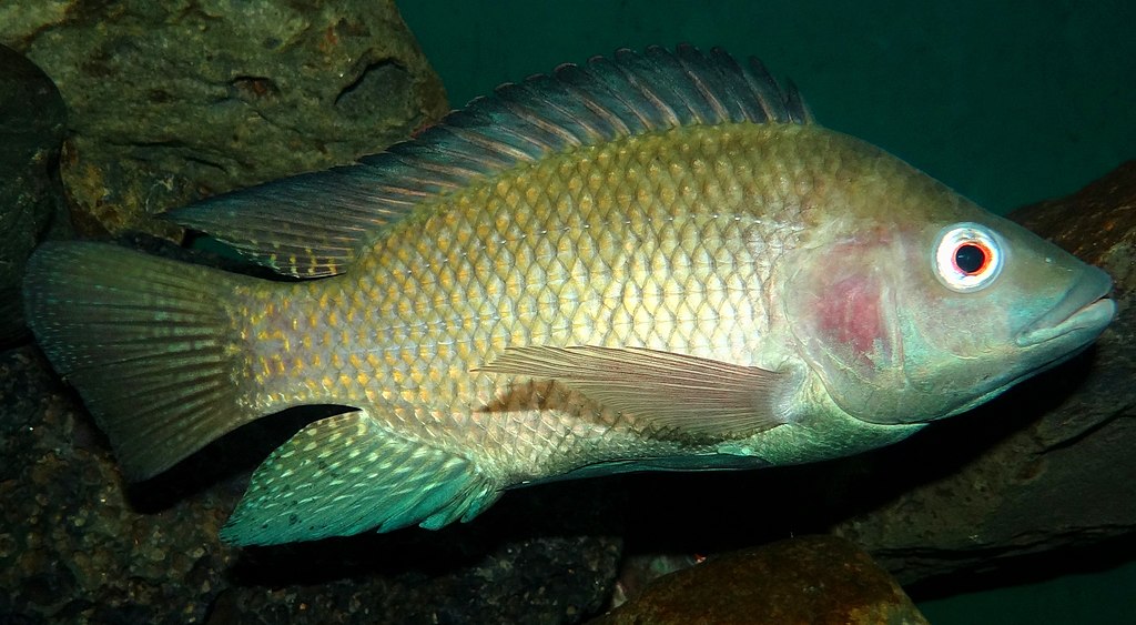 manfaat ikan tilapia