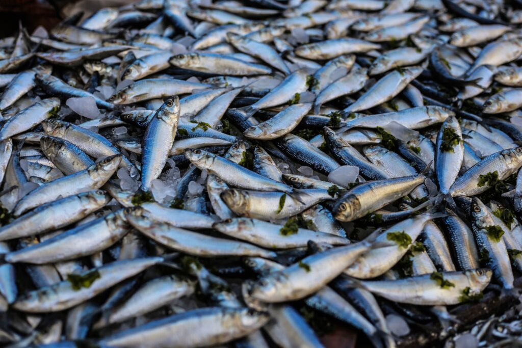 Manfaat Kandungan Gizi Ikan Lemuru
