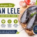 Kandungan gizi ikan lele segar yang baik untuk kesehatan tubuh